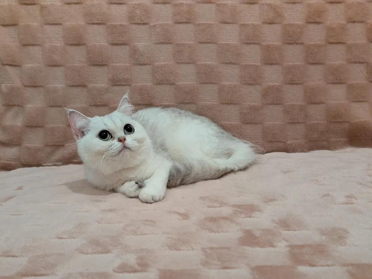Scottish Kitten - Image 3