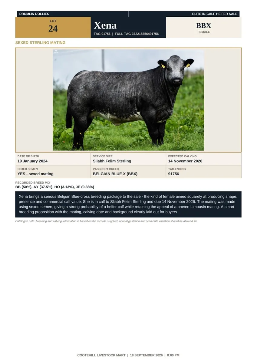 In-Calf Limousin & Continental Heifers - Image 1
