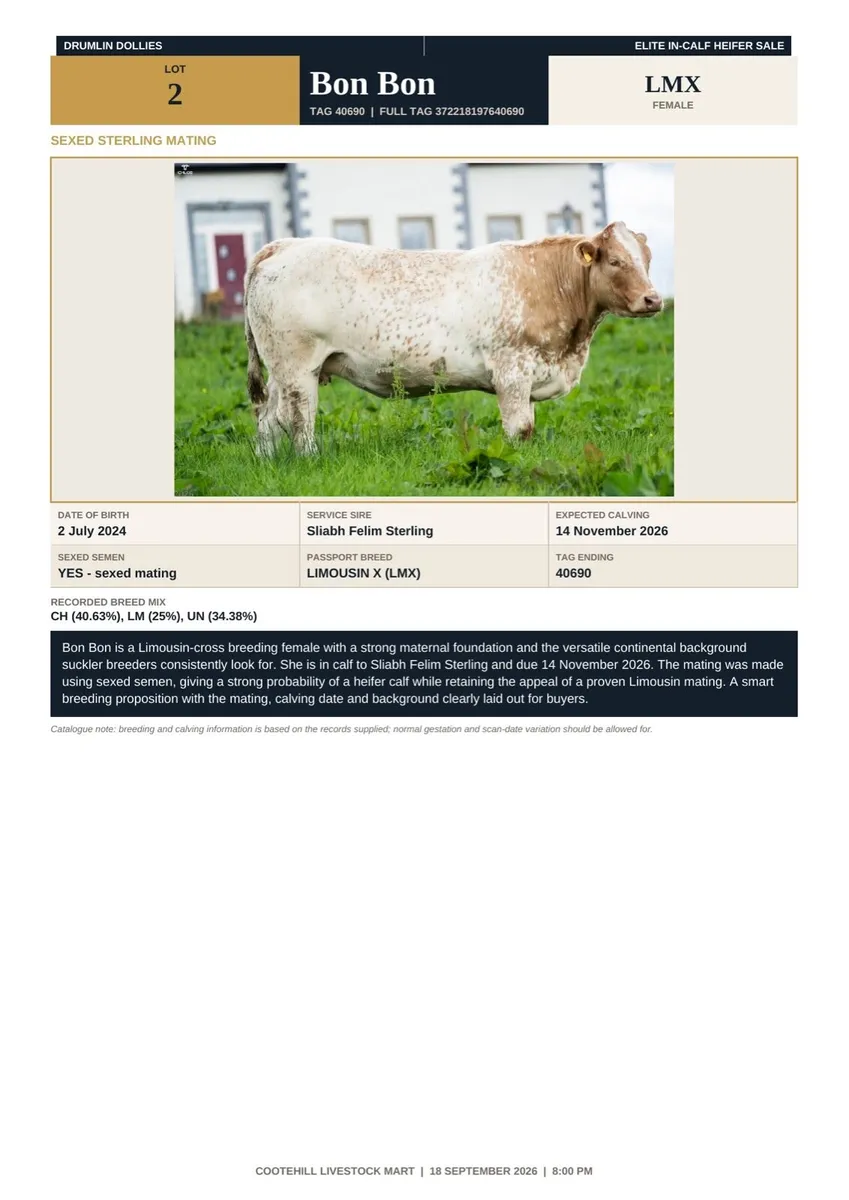 In-Calf Limousin & Continental Heifers - Image 2