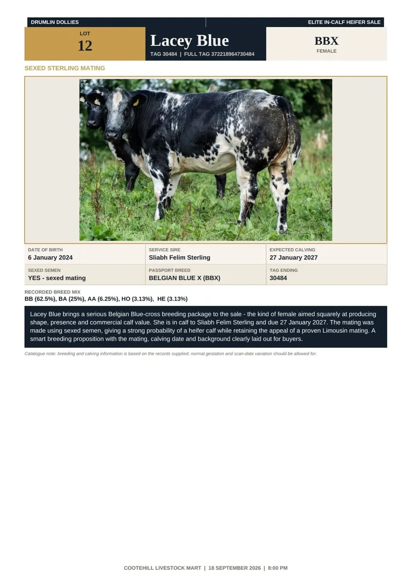 In-Calf Limousin & Continental Heifers - Image 3