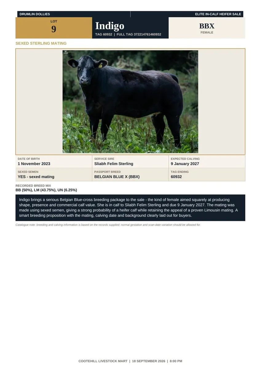 In-Calf Limousin & Continental Heifers - Image 4