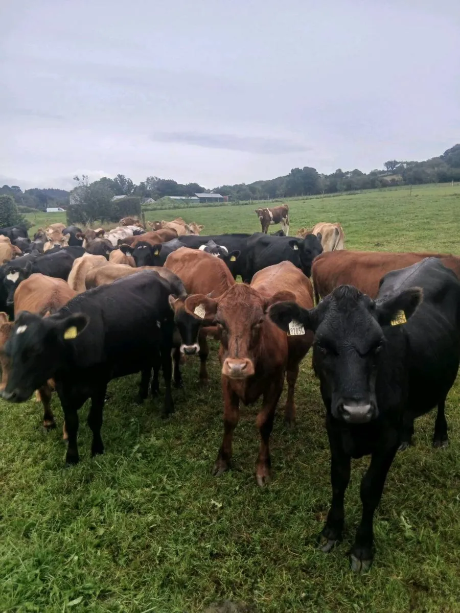 Incalf heifers - Image 1