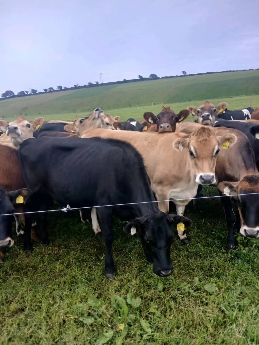 Incalf heifers - Image 2