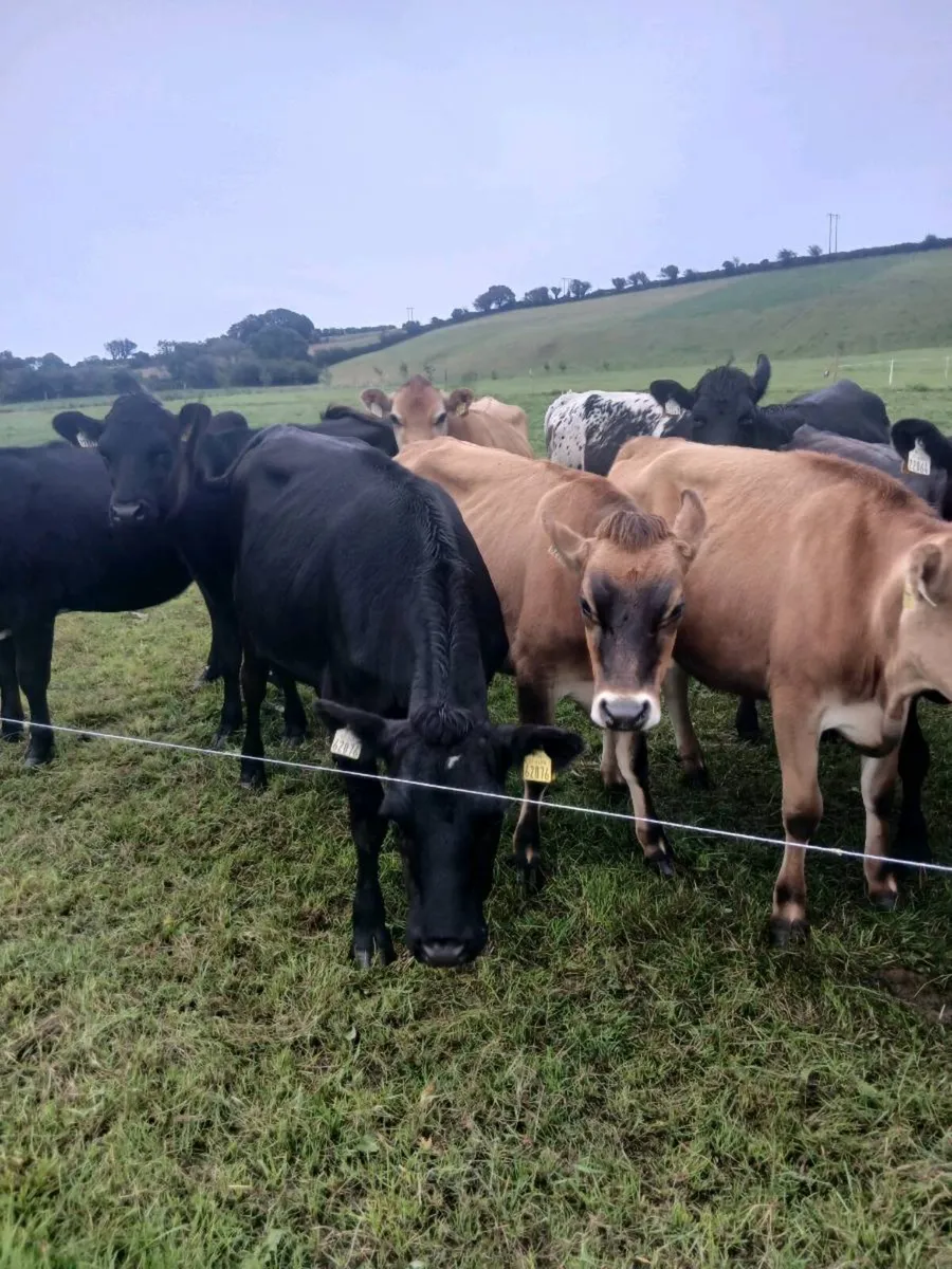 Incalf heifers - Image 3