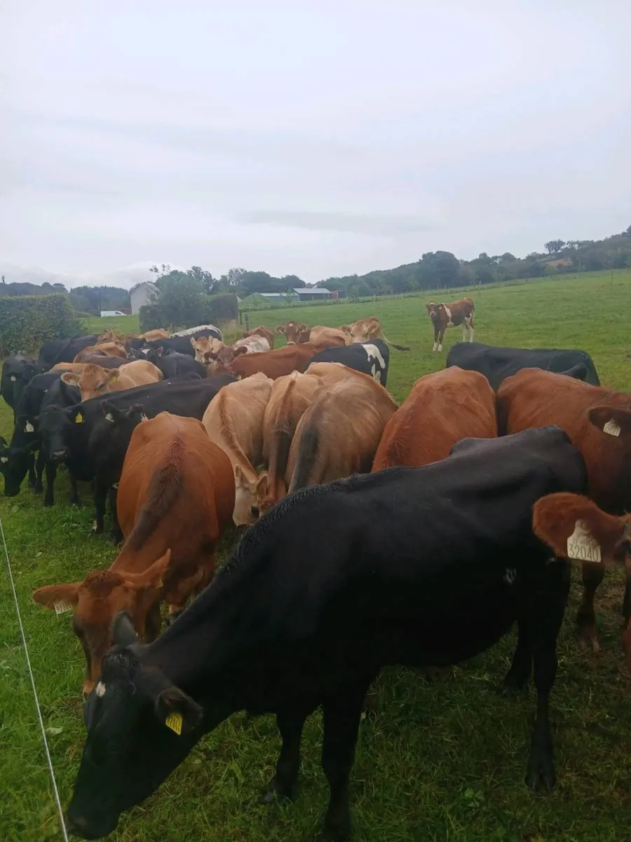 Incalf heifers - Image 4