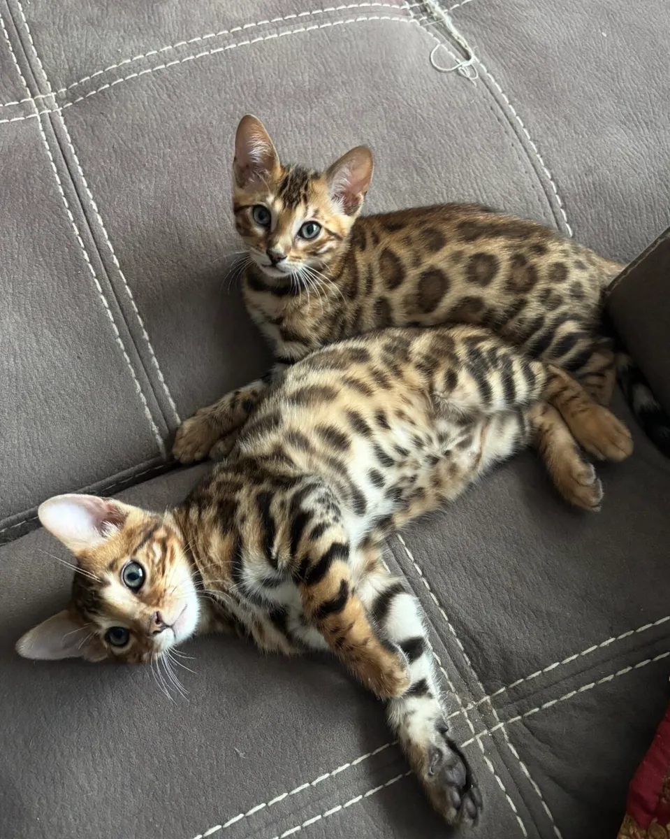Bengal kittens - Image 2