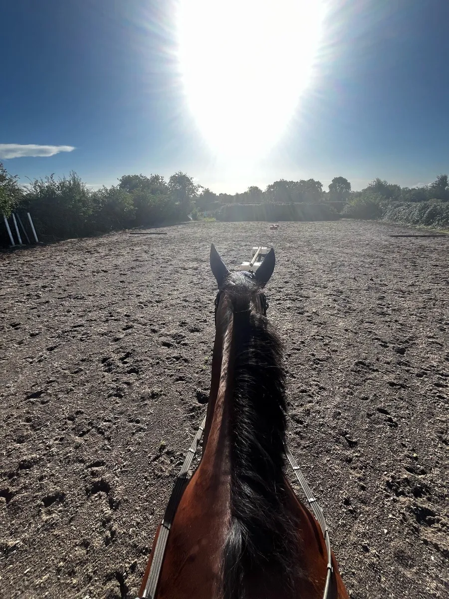 WORKING LIVERY OPPORTUNITY — CARLOW/KILDARE BORDER - Image 4