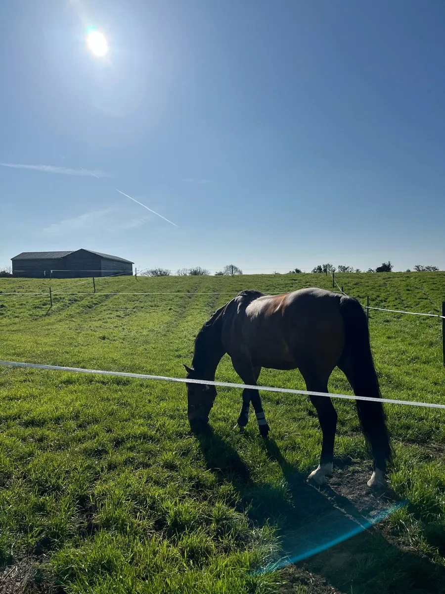 WORKING LIVERY OPPORTUNITY — CARLOW/KILDARE BORDER - Image 1