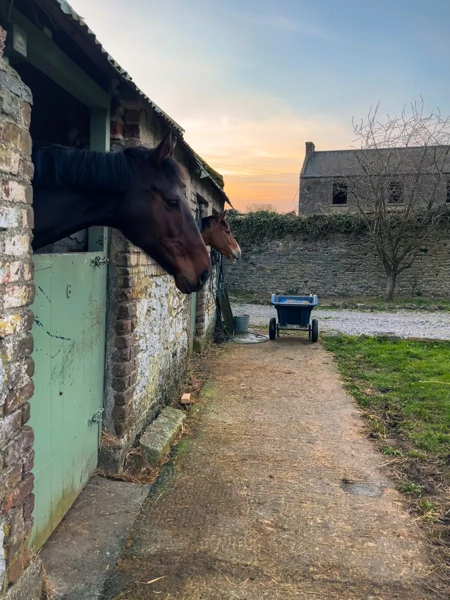 WORKING LIVERY OPPORTUNITY — CARLOW/KILDARE BORDER - Image 2