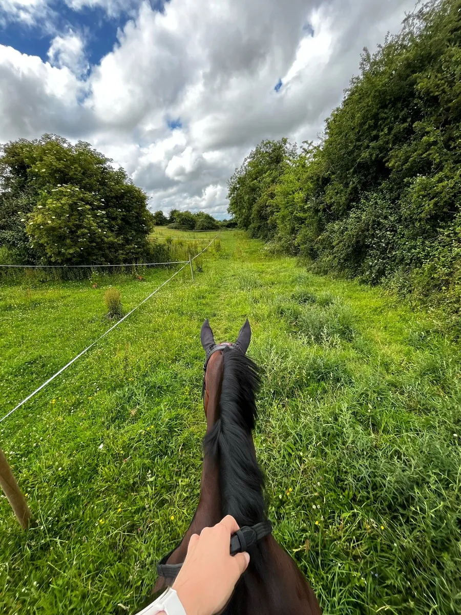 WORKING LIVERY OPPORTUNITY — CARLOW/KILDARE BORDER - Image 3