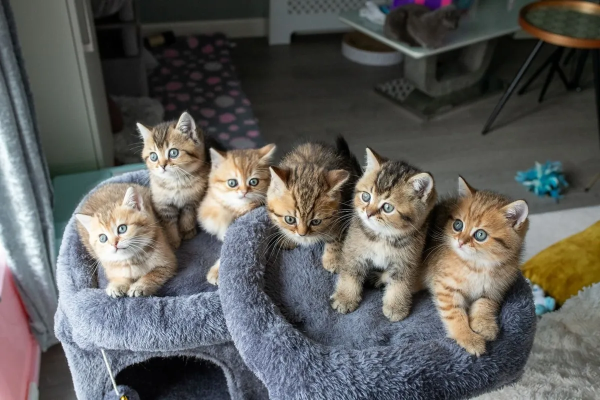 Cats - Image 1