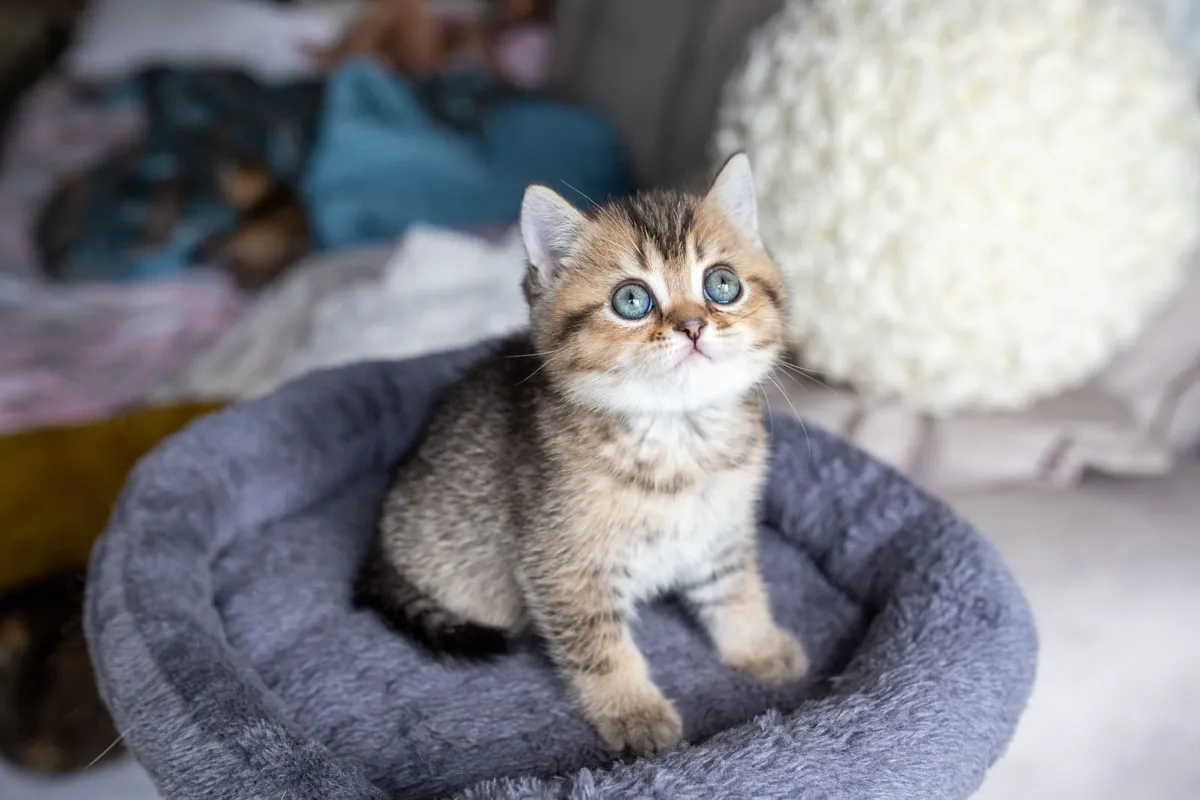 Cats - Image 2