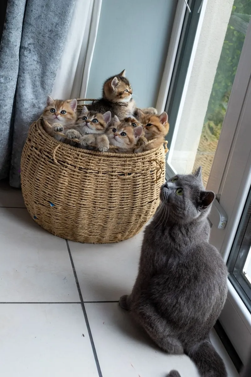 Cats - Image 3
