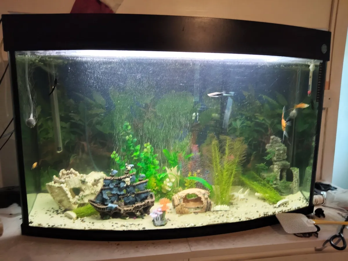 Fish tanks - Image 2