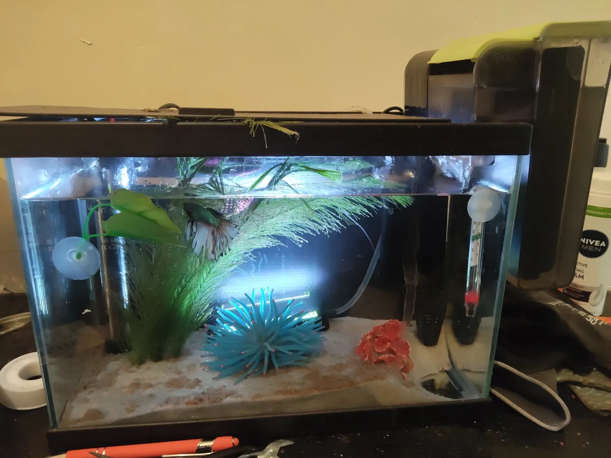 Fish tanks - Image 4