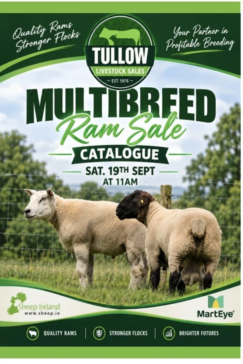Multi Breed Ram Sale - Tullow Mart