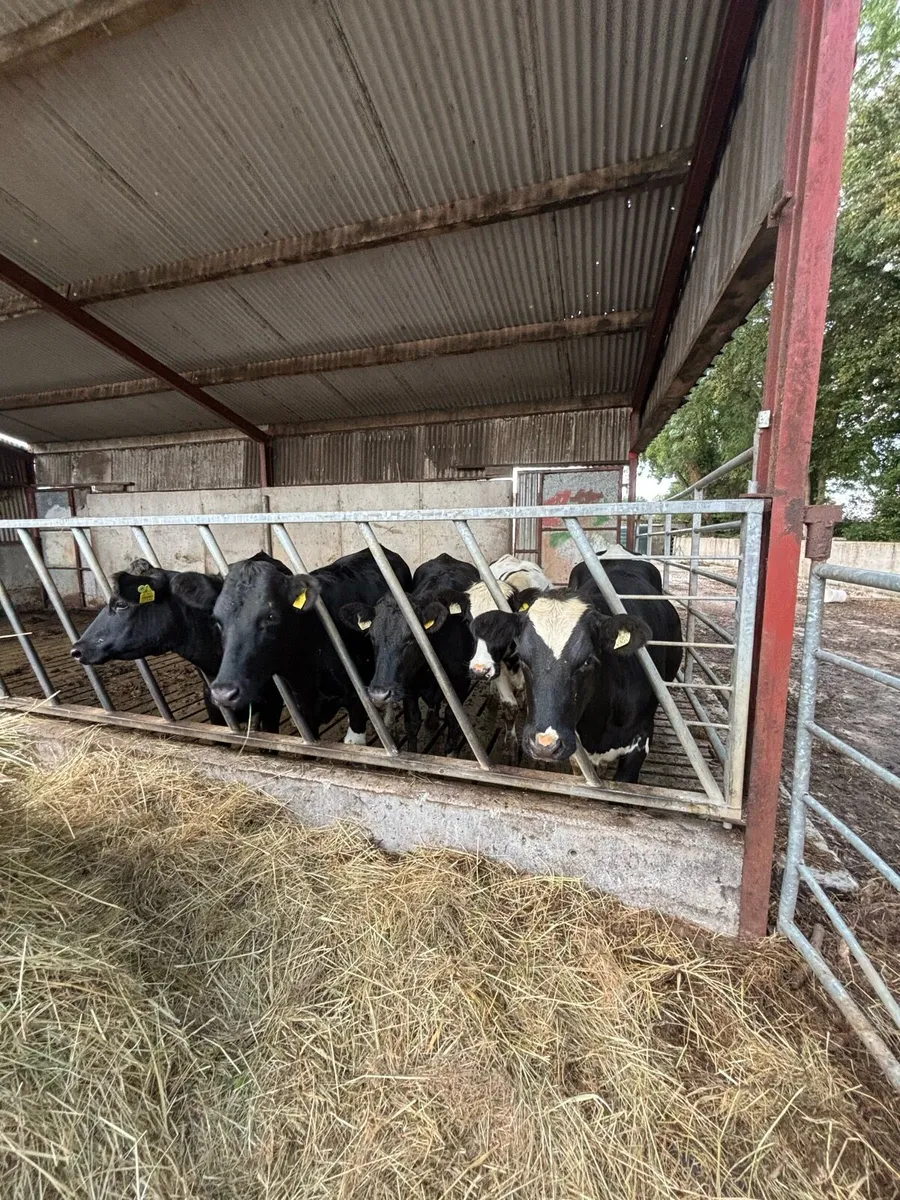 Maiden heifers - Image 1
