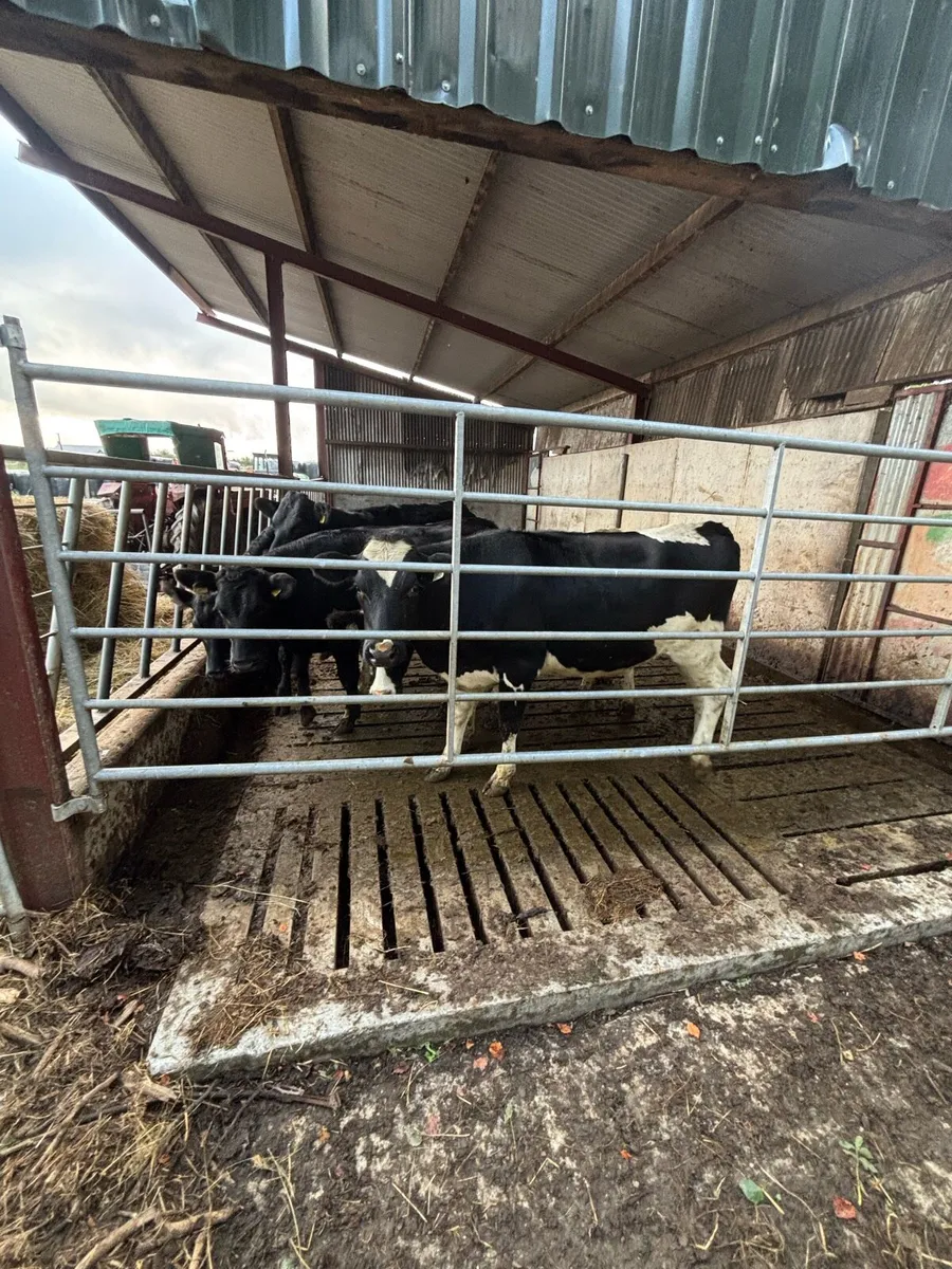 Maiden heifers - Image 2