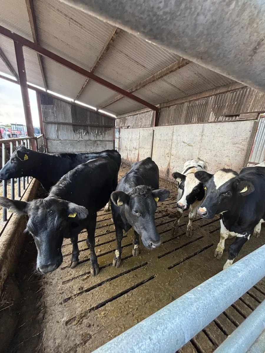 Maiden heifers - Image 3