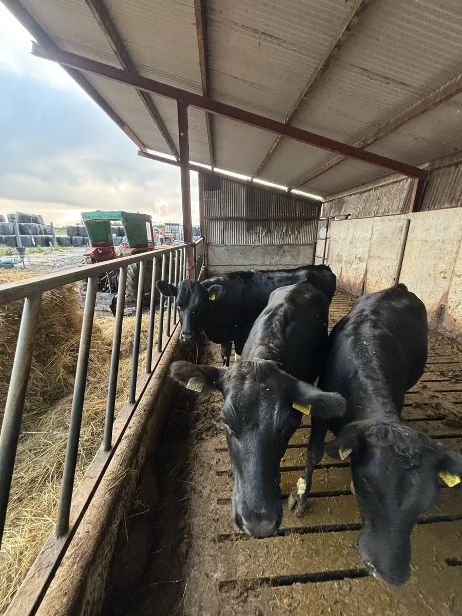 Maiden heifers - Image 4