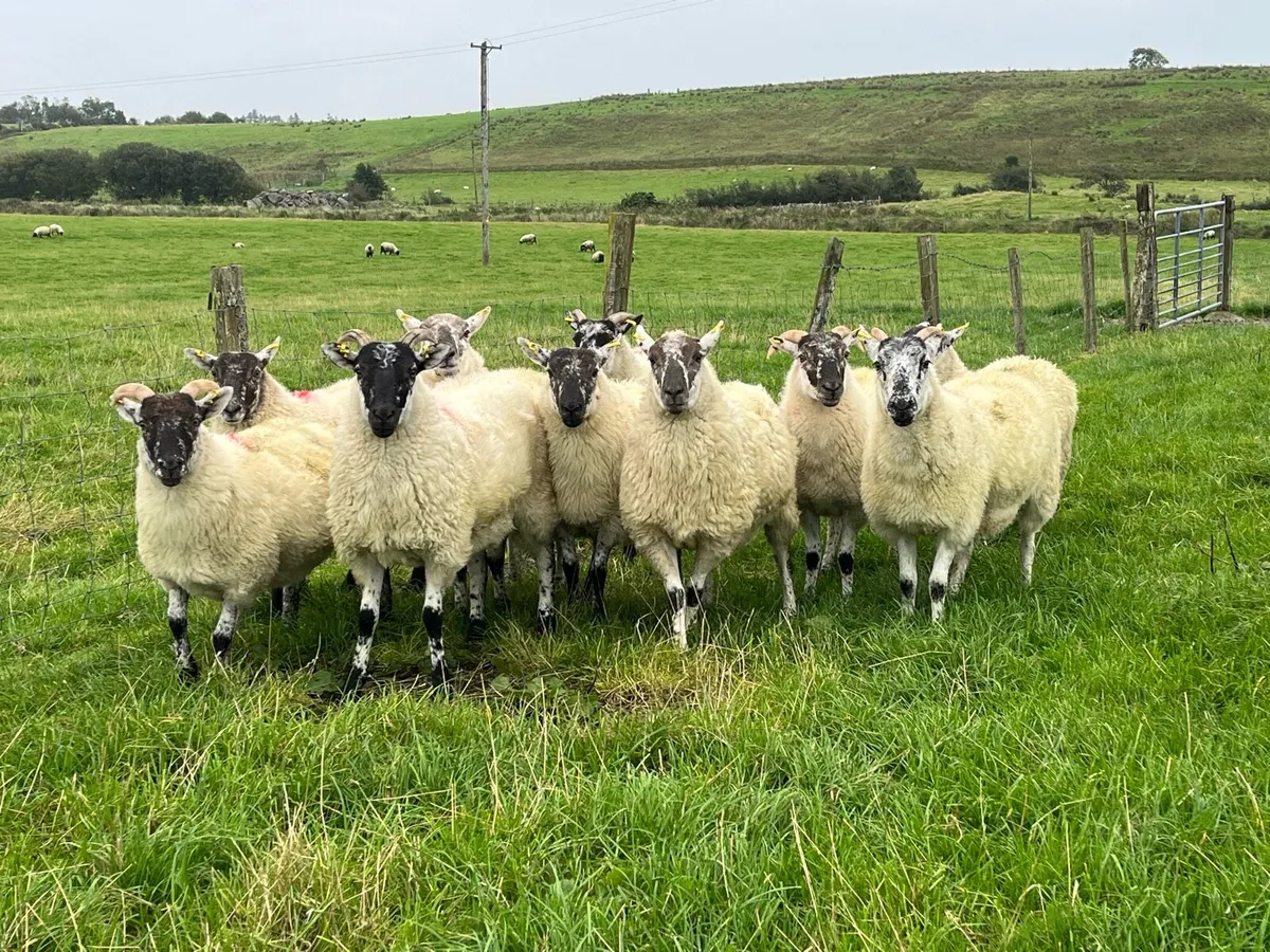 Cheviot X hogget ewes - Image 2