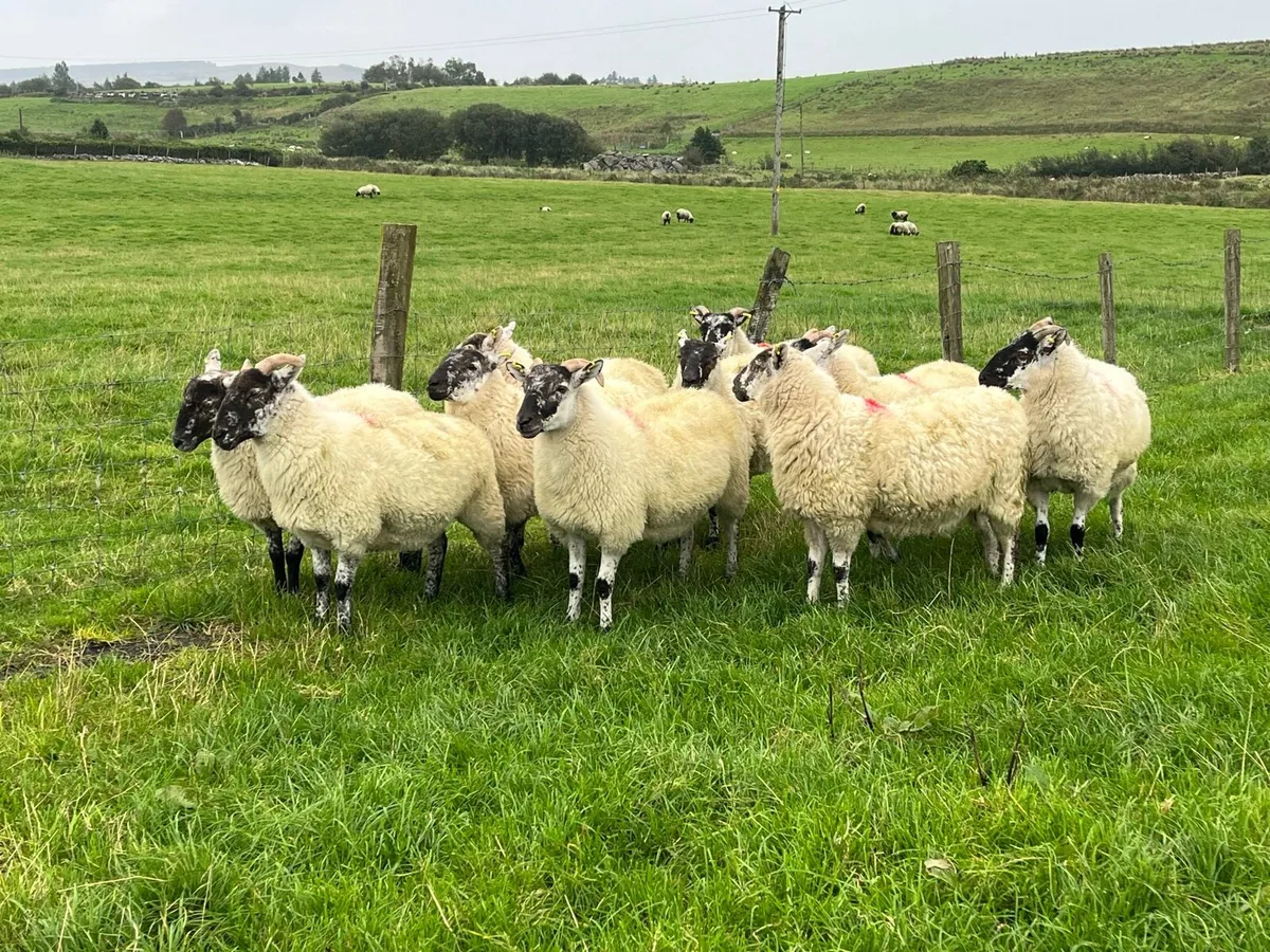 Cheviot X hogget ewes - Image 4