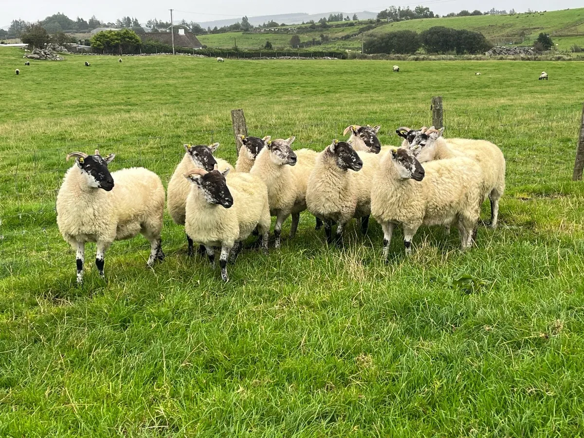 Cheviot X hogget ewes - Image 3
