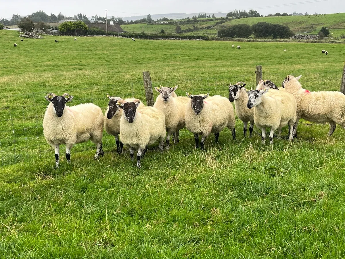 Cheviot X hogget ewes - Image 1