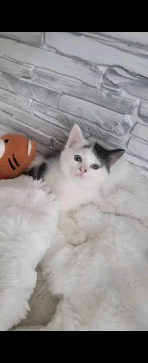 Beautiful Norwegian forest mix kittens last 2 left - Image 2