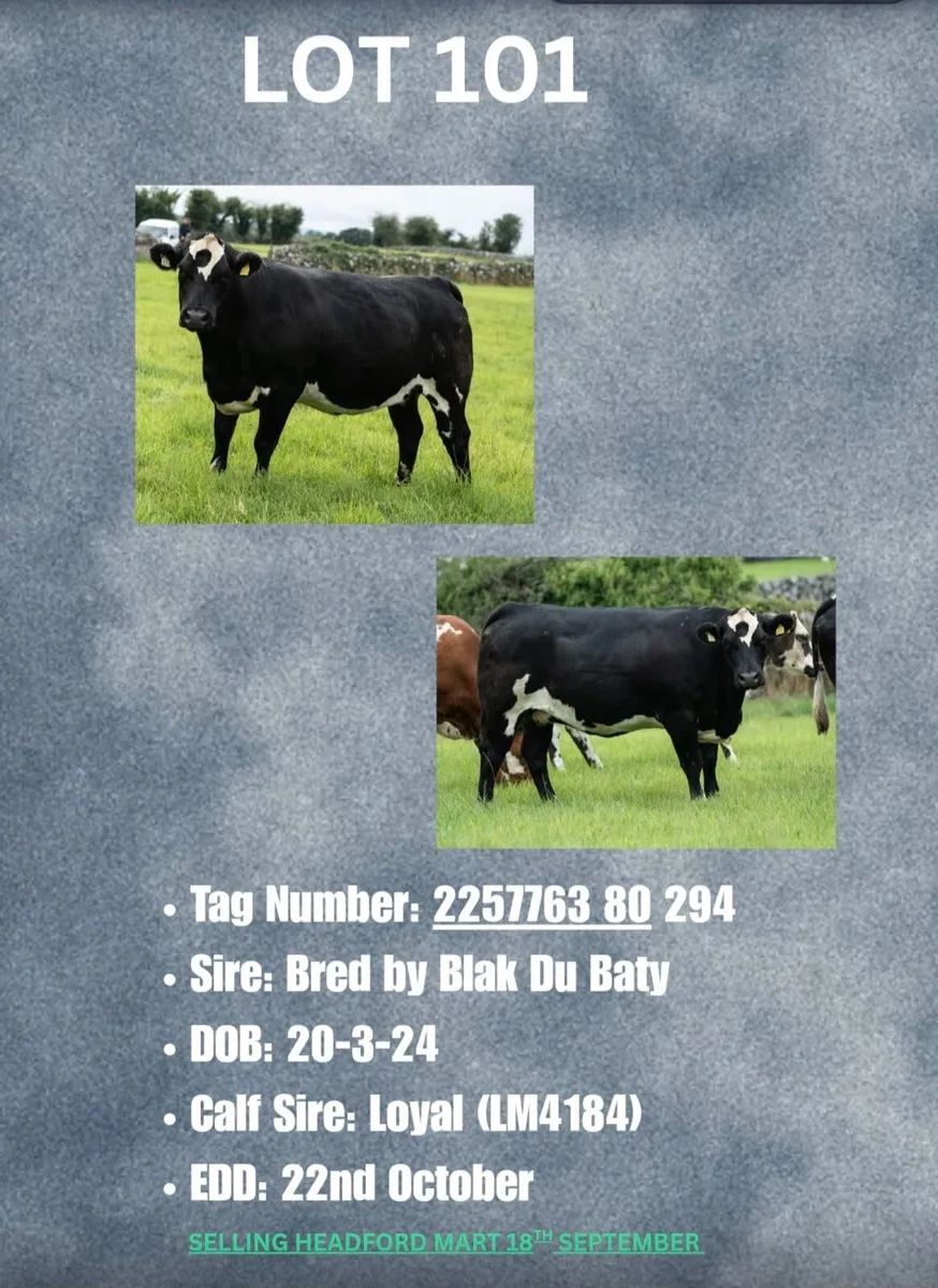 Livestock - Image 3