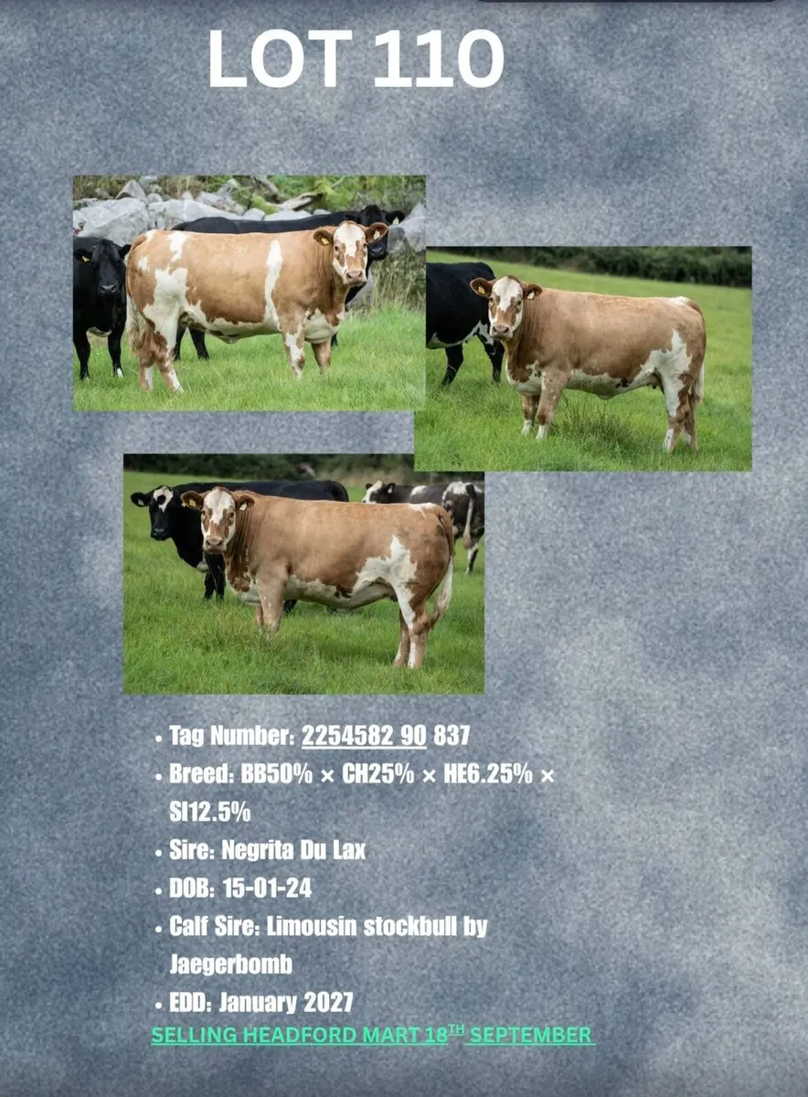 Livestock - Image 4