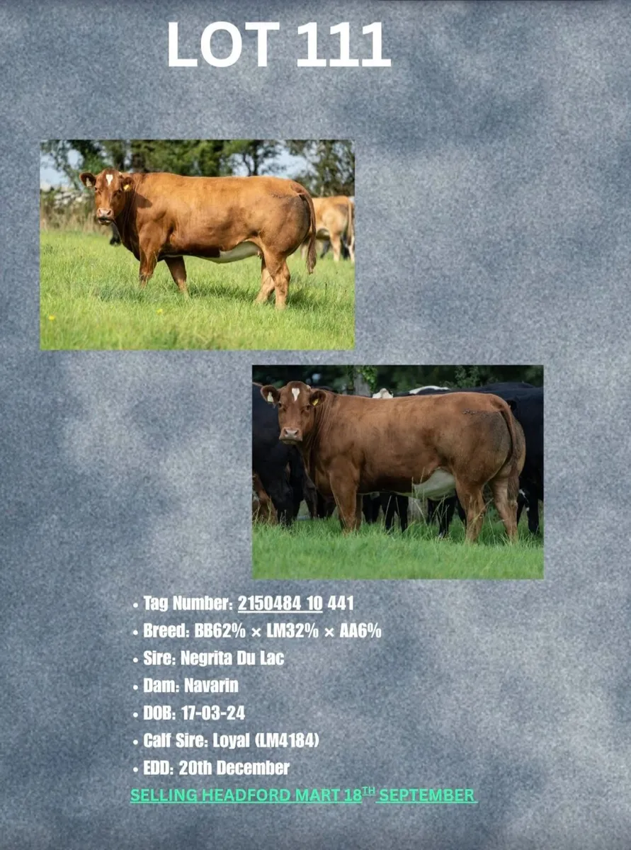 Livestock - Image 1