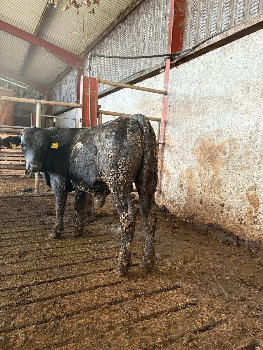 Angus bull Weanlings - Image 1