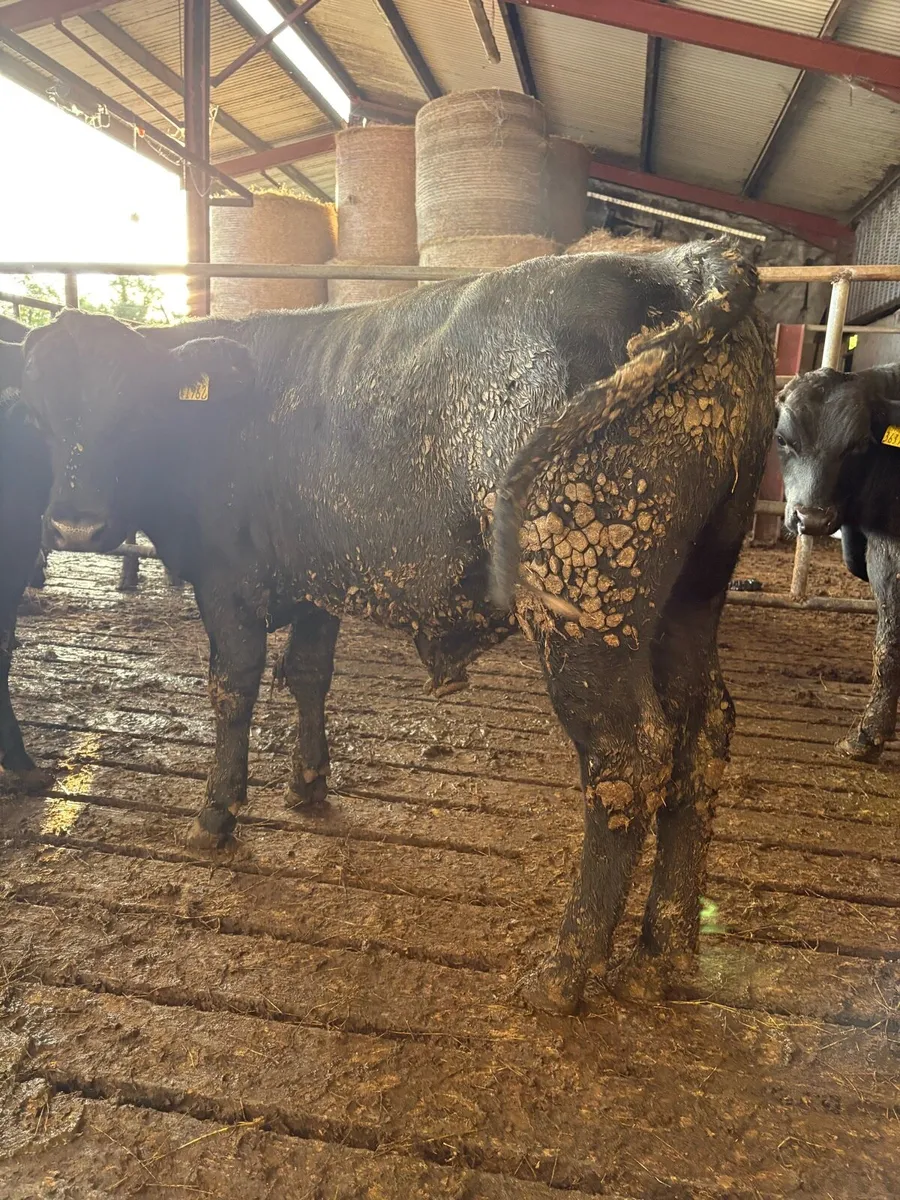 Angus bull Weanlings - Image 2