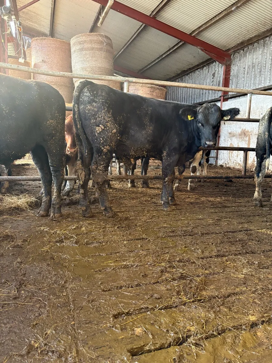 Angus bull Weanlings - Image 3