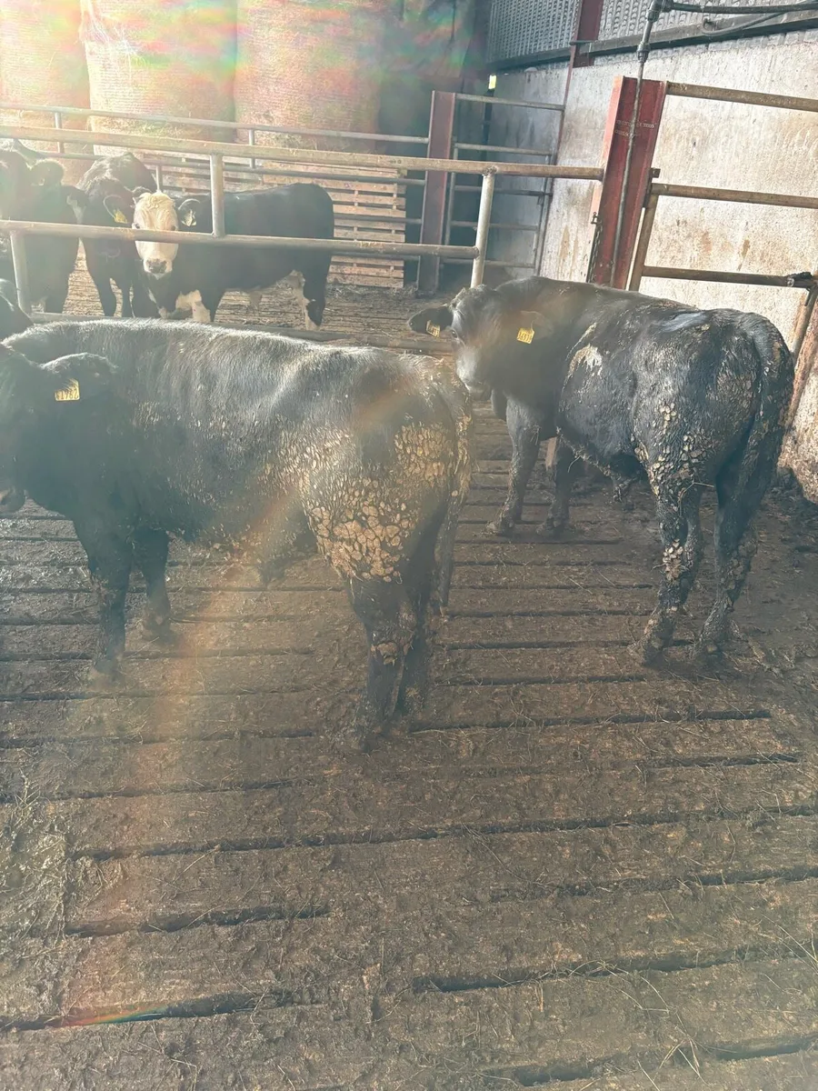 Angus bull Weanlings - Image 4