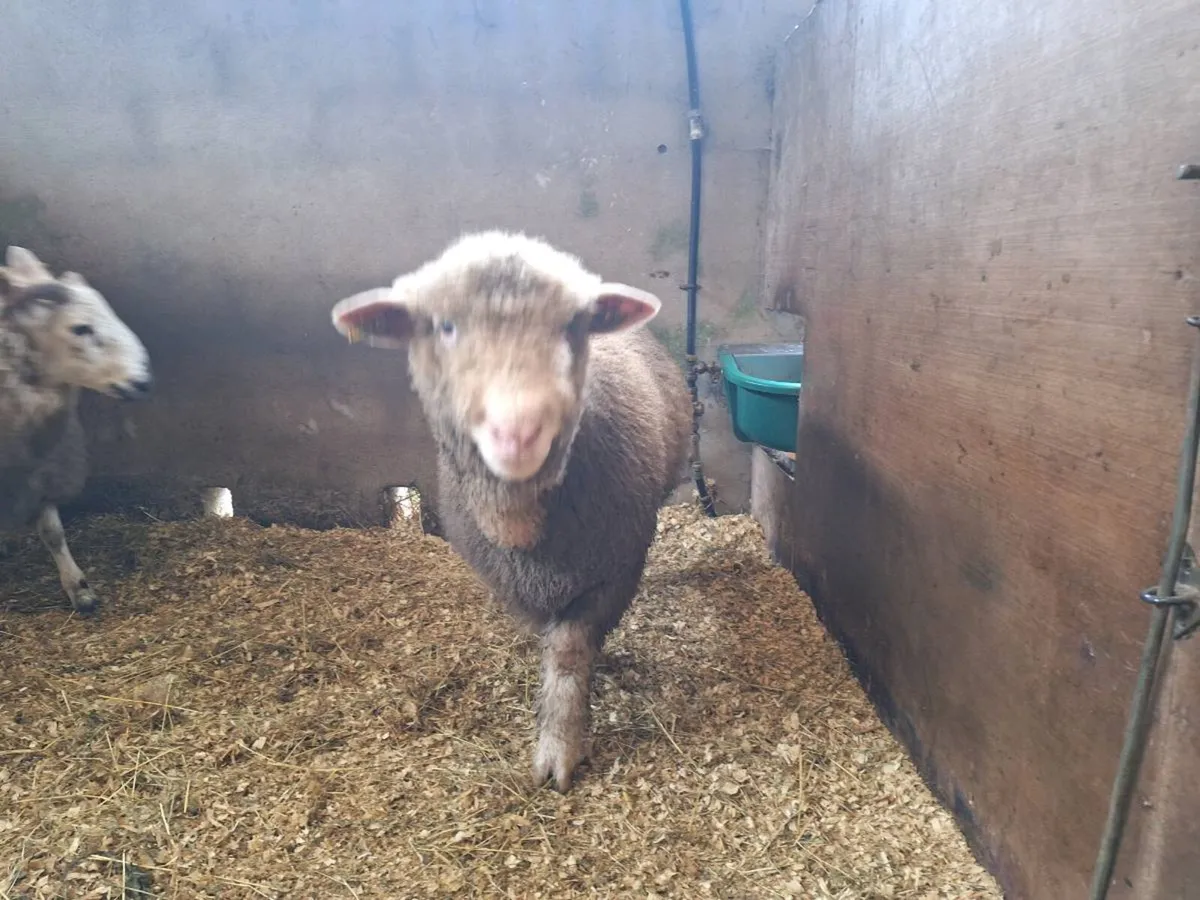 ⭐️🌟Dorset Ram Lamb⭐️🌟 - Image 2