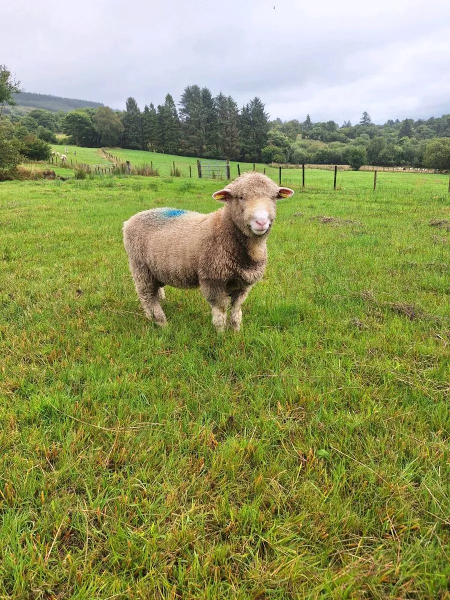 ⭐️🌟Dorset Ram Lamb⭐️🌟 - Image 1
