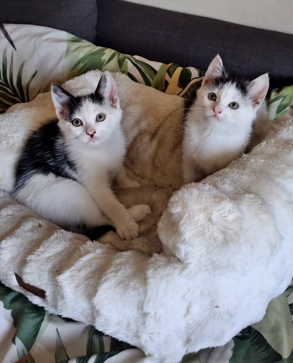 4 Kitten s back and white and cat food - Image 1