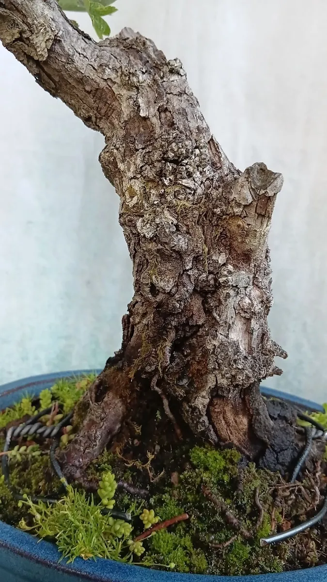 Bonsai - Image 2