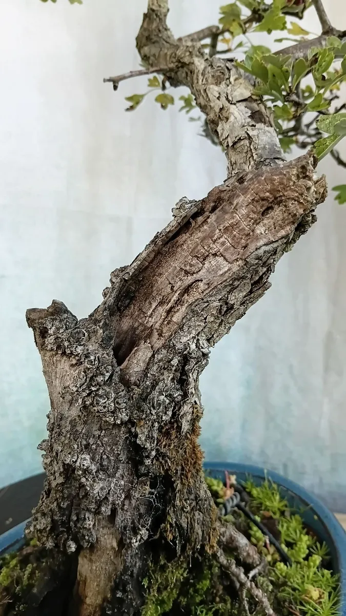 Bonsai - Image 3