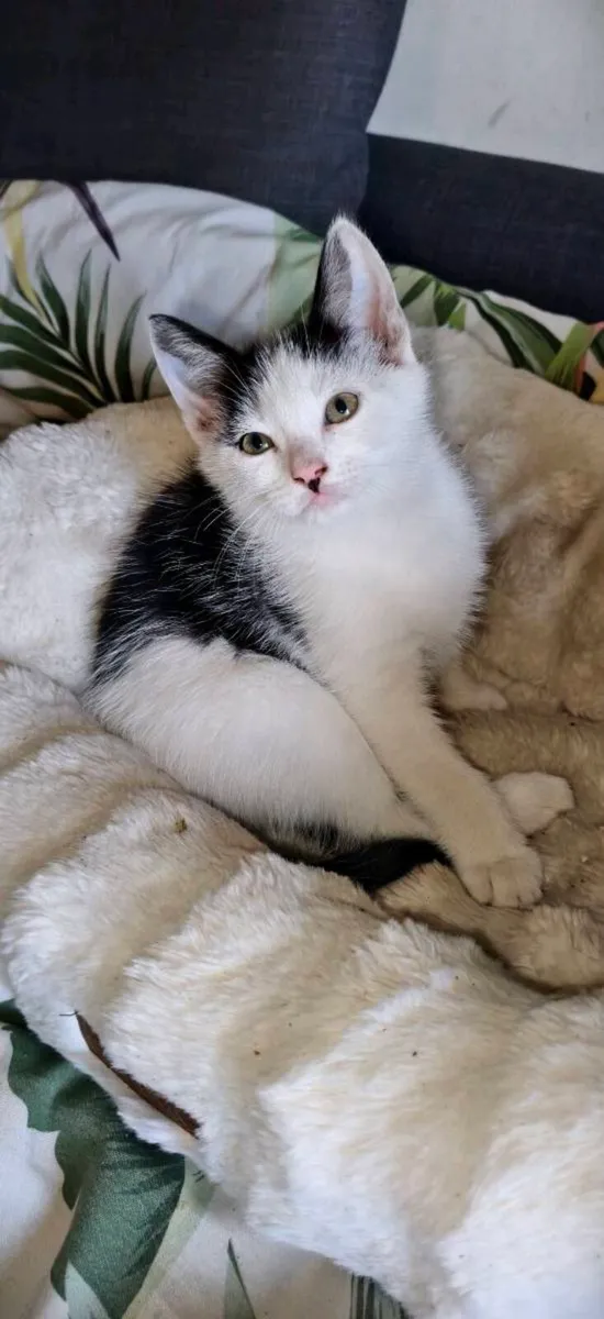 4 Kitten s back and white and cat food - Image 2