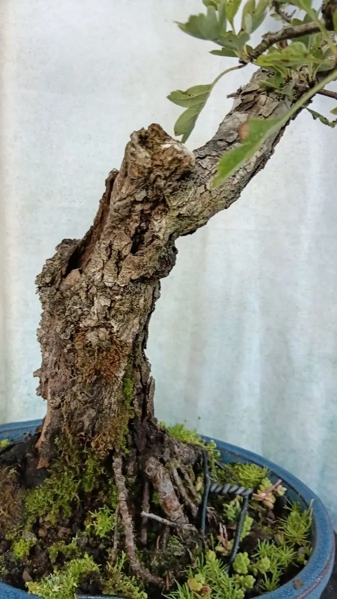 Bonsai - Image 4