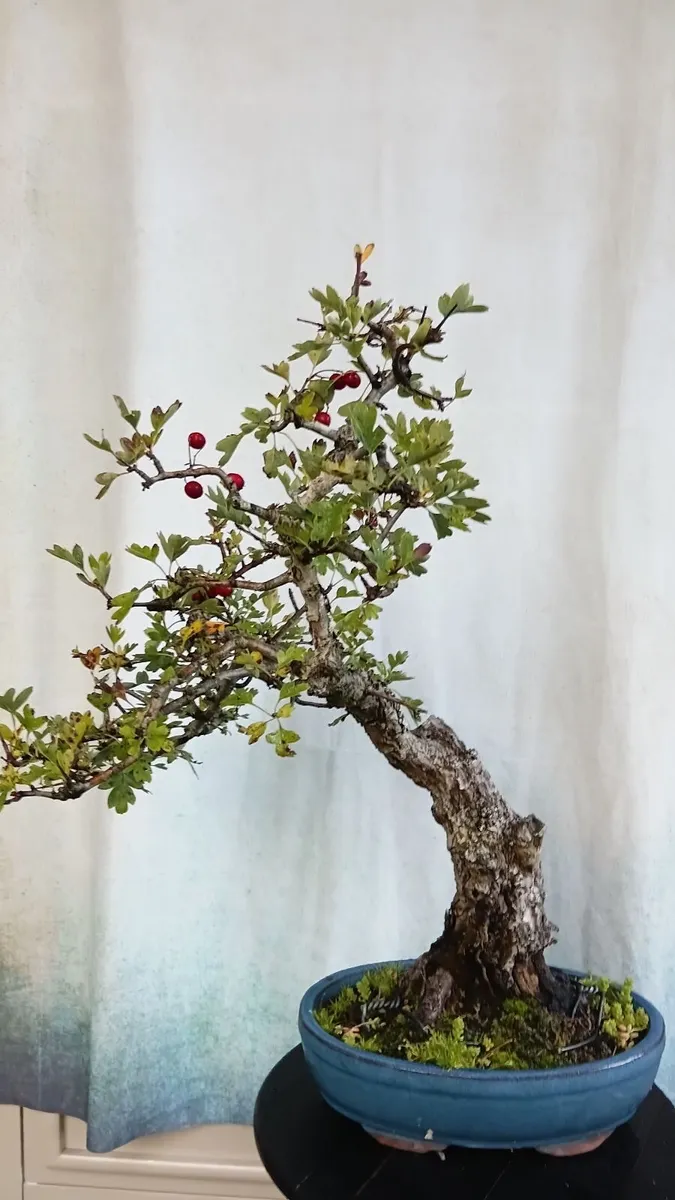 Bonsai - Image 1
