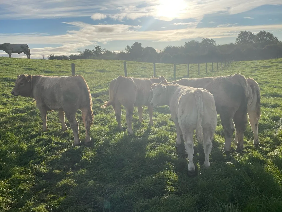 Weanlings heifers - Image 4
