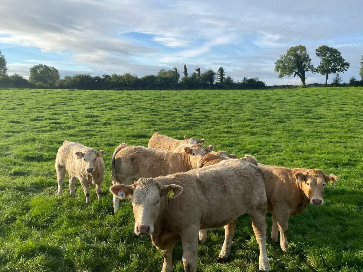Weanlings heifers - Image 2