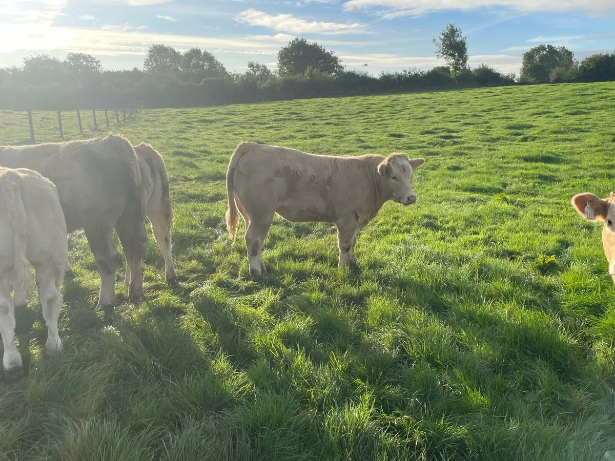 Weanlings heifers - Image 3