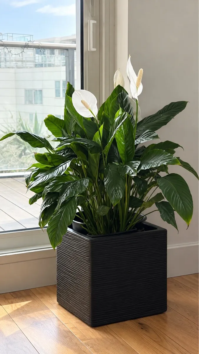 Large peace lily plant