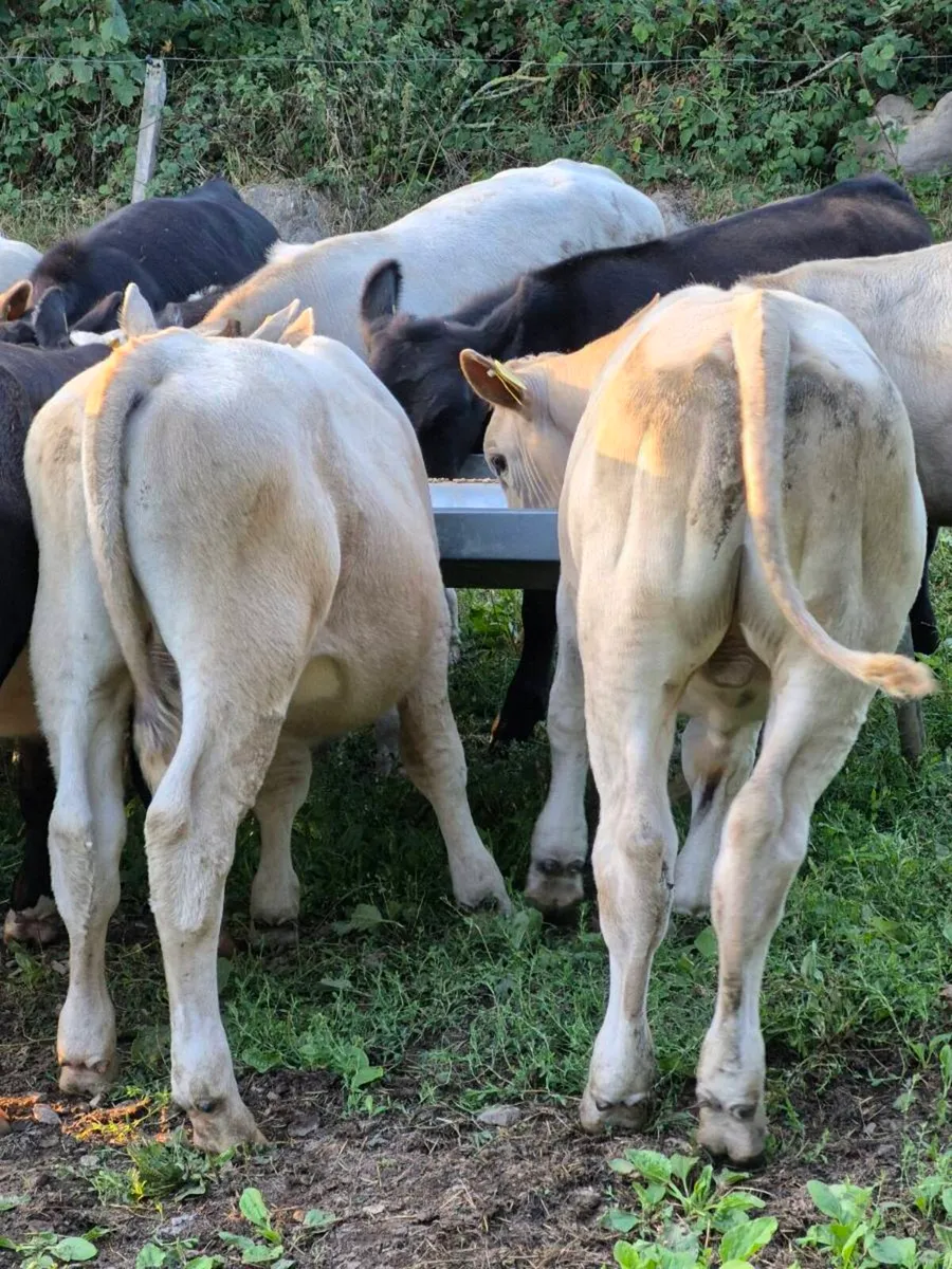 Weanling bulls - Image 1