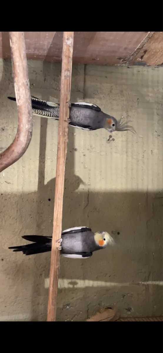 Birds , Birds & More Birds - Image 2